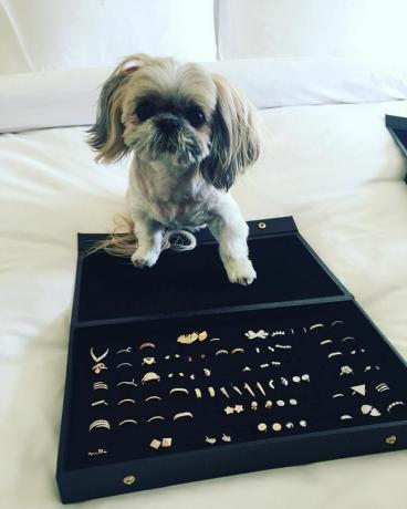 Le chiot Shih-tzu Yorkie de Kerry Washington, Josie