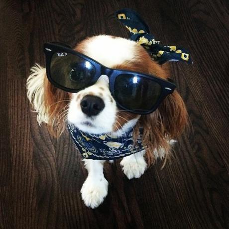 Cavalier King Charles Spaniel dari Naya Rivera, Lucy